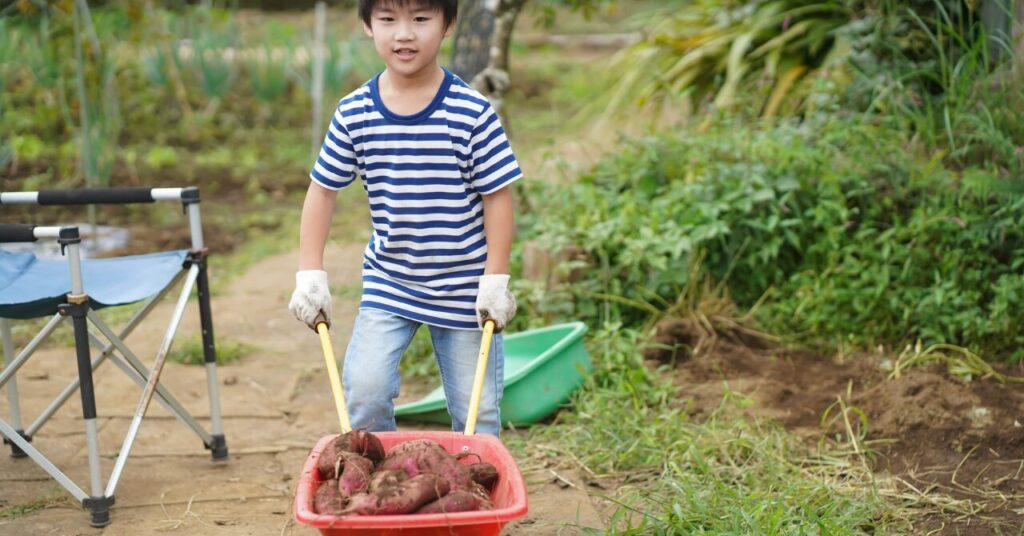 サツマイモを収穫する男の子