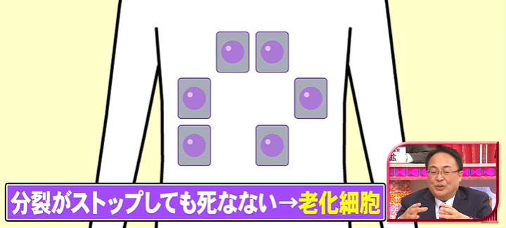 老化細胞のしくみ