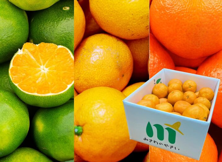 老舗八百屋が厳選した訳あり有田みかん