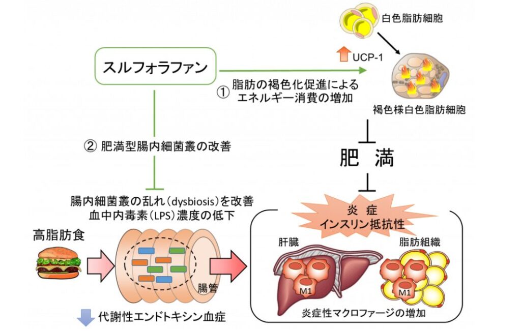 スルフォラファンのエネルギー燃焼効果
