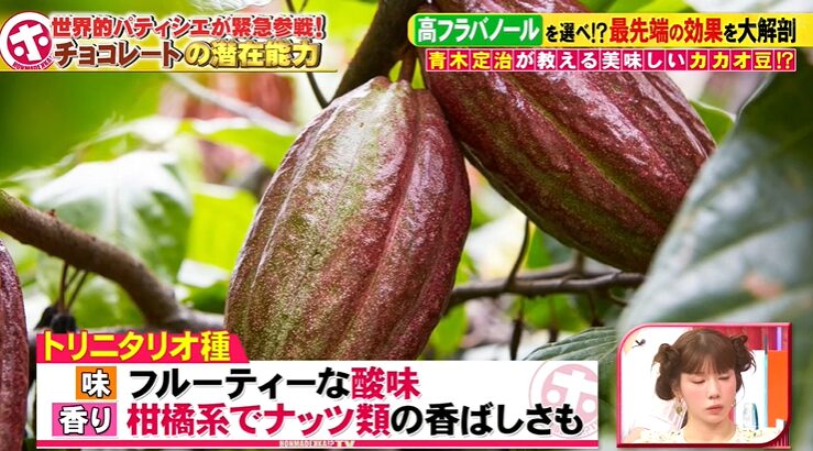 トリタニオ種のカカオ